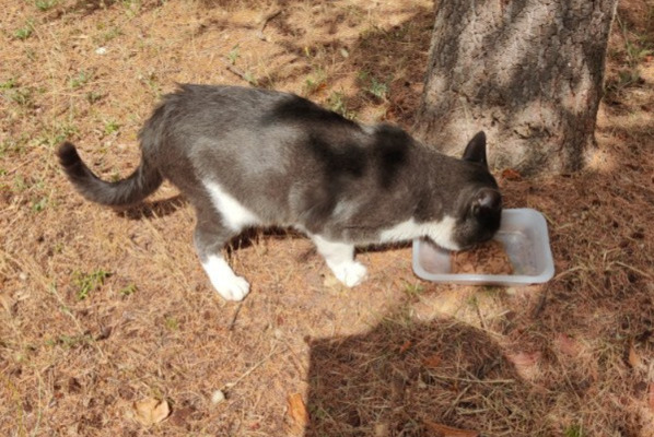 Alerte Découverte Chat Mâle Sète France