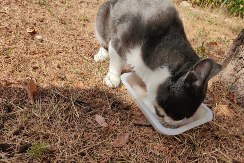 Alerte Découverte Chat Mâle Sète France