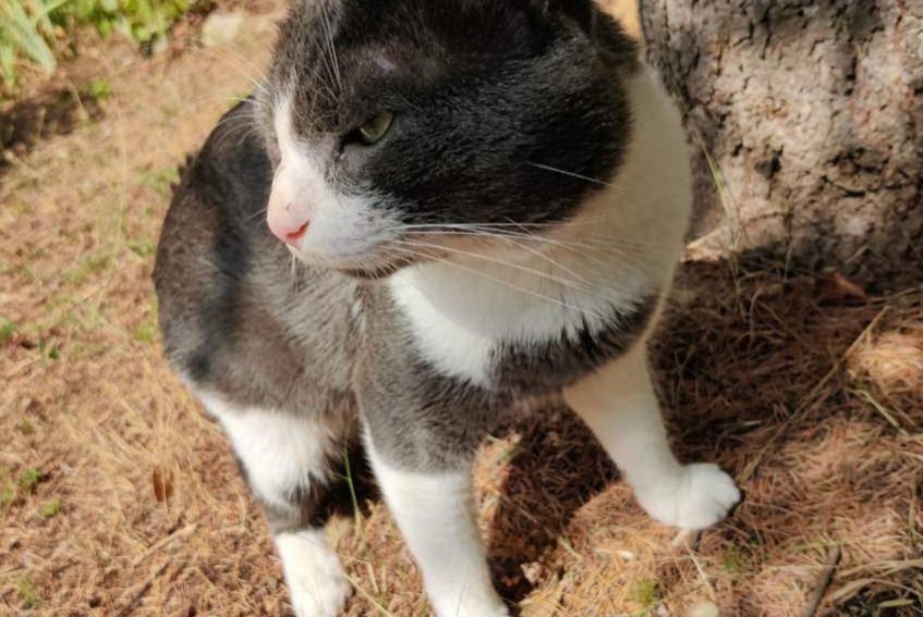 Alerte Découverte Chat Mâle Sète France