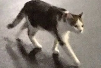 Alerte Découverte Chat Femelle Angers France