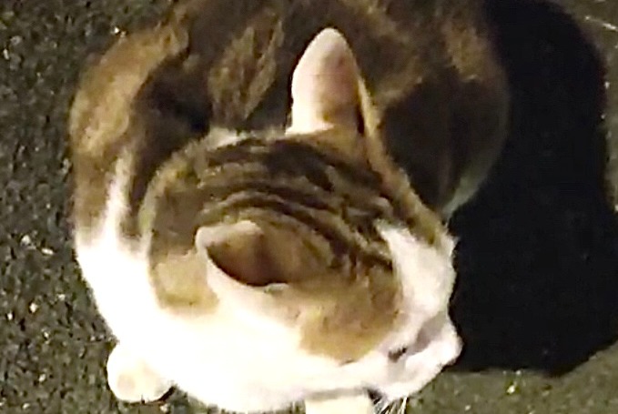 Alerte Découverte Chat Femelle Angers France