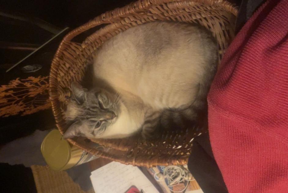 Alerte Disparition Chat croisement  Femelle , 8 ans Nantes France