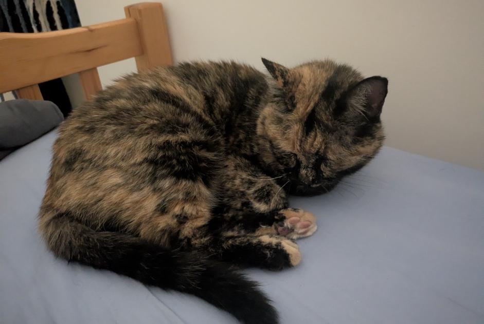 Alerte Découverte Chat Inconnu Toulouse France