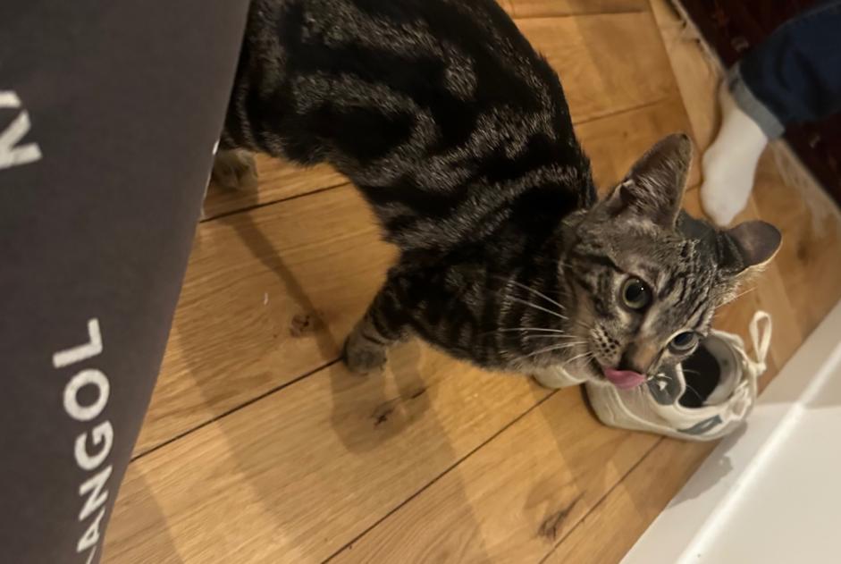 Alerte Découverte Chat Femelle Saint-Ouen-sur-Seine France