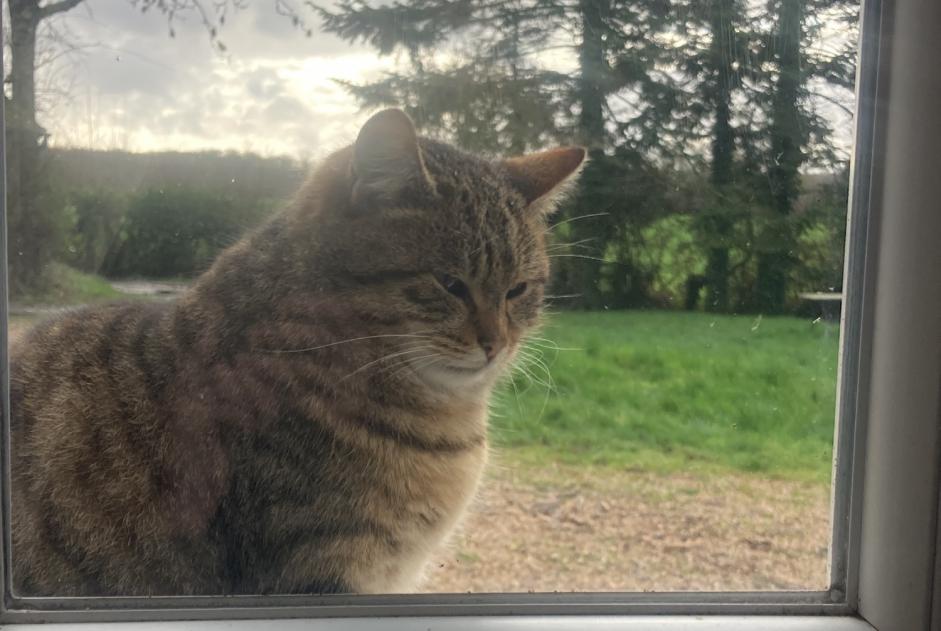 Alerte Découverte Chat Femelle Feings France