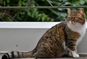 Alerte Disparition Chat croisement  Femelle , 11 ans Nancy France