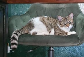 Alerte Disparition Chat Femelle , 1 ans Saint-Avertin France