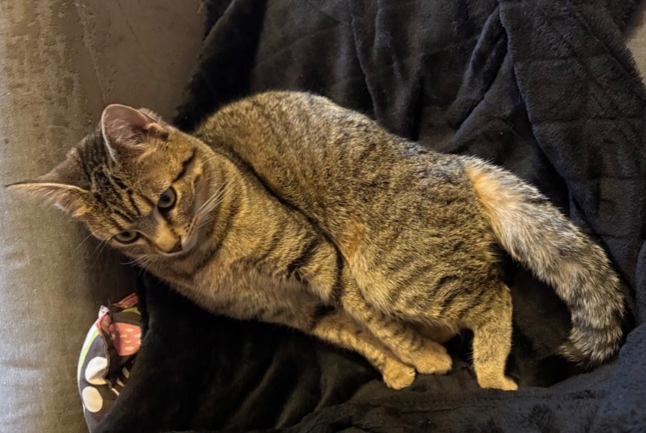 Alerte Disparition Chat  Femelle , 2 ans Bruz France