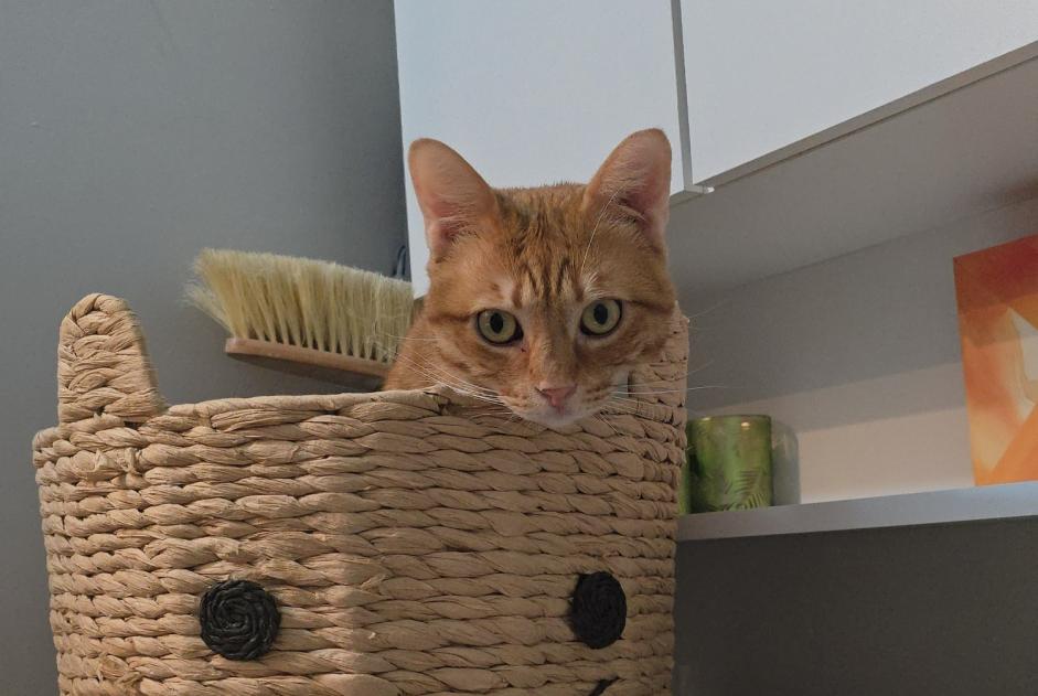 Alerte Disparition Chat croisement  Mâle , 7 ans Nantes France