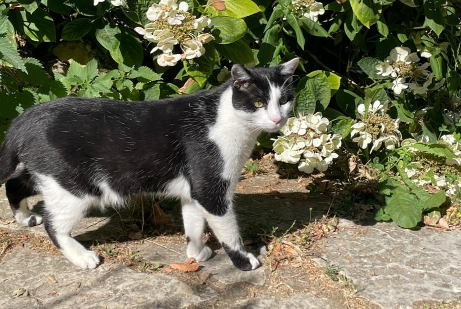 Alerte Disparition Chat  Mâle , 3 ans Latour France