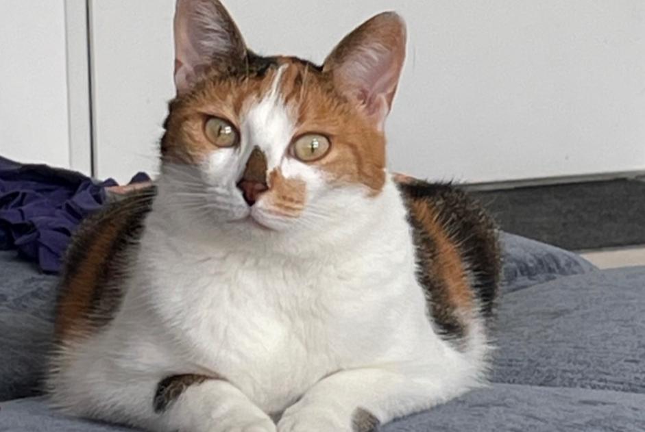 Alerte Disparition Chat Femelle , 4 ans Sainte-Maure France