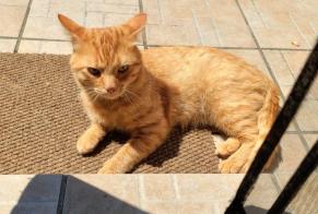 Alerte Découverte Chat Mâle Saint-Joseph-de-Rivière France