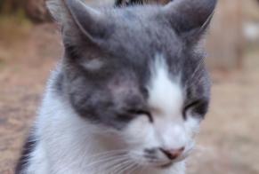 Alerte Découverte Chat Inconnu Bois-de-Céné France