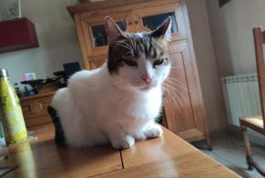 Alerte Disparition Chat  Mâle , 5 ans Servant France