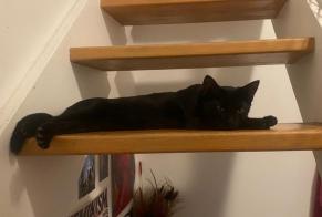 Alerte Découverte Chat Inconnu Paris France