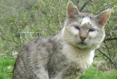 Avviso scomparsa Gatto Maschio , 15 anni Magnat-l'Étrange Francia