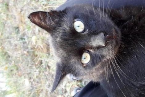 Avviso scomparsa Gatto Maschio , 13 anni La Devise Francia