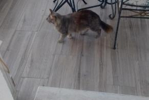 Avviso Ritrovamento Gatto incrocio di razze  Femmina Manduel Francia