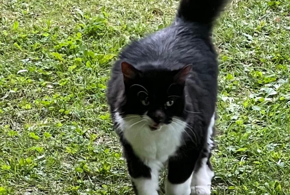 Avviso scomparsa Gatto Femmina , 12 anni Neuvecelle Francia