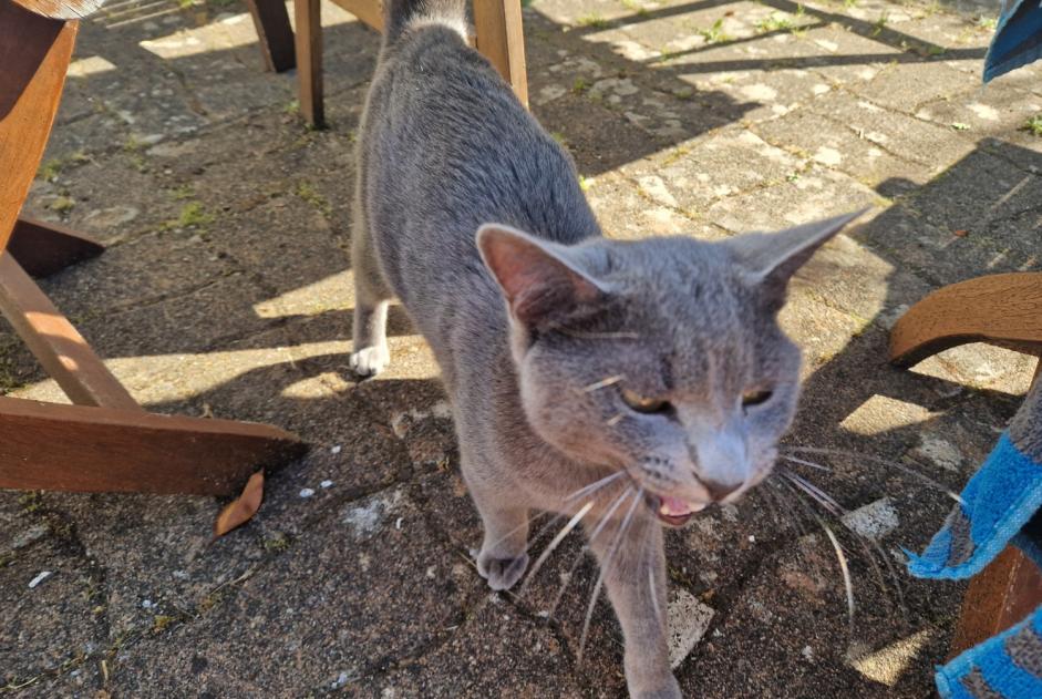 Avviso Ritrovamento Gatto Maschio , 1 anno Plobannalec-Lesconil Francia