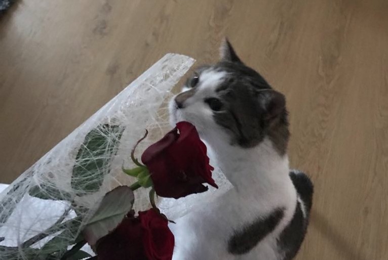 Avviso scomparsa Gatto Maschio , 7 anni Luisant Francia