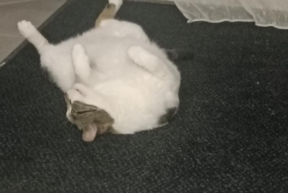 Avviso scomparsa Gatto Maschio , 7 anni Luisant Francia