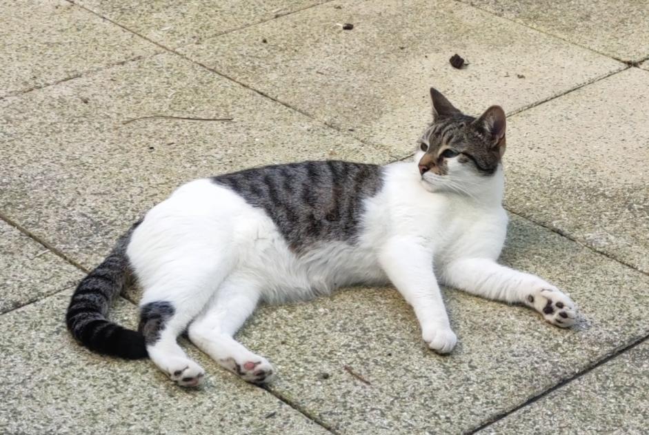 Avviso scomparsa Gatto incrocio di razze  Maschio , 7 anni Suresnes Francia