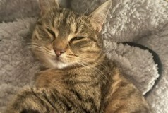 Avviso scomparsa Gatto incrocio di razze  Femmina , 4 anni Mazingarbe Francia