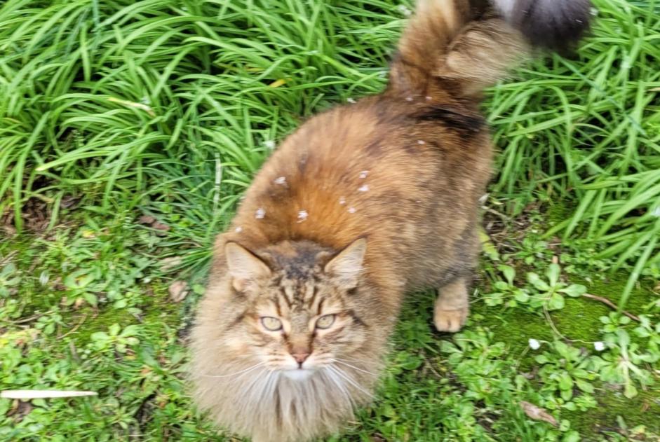Avviso scomparsa Gatto Femmina , 13 anni Lanildut Francia