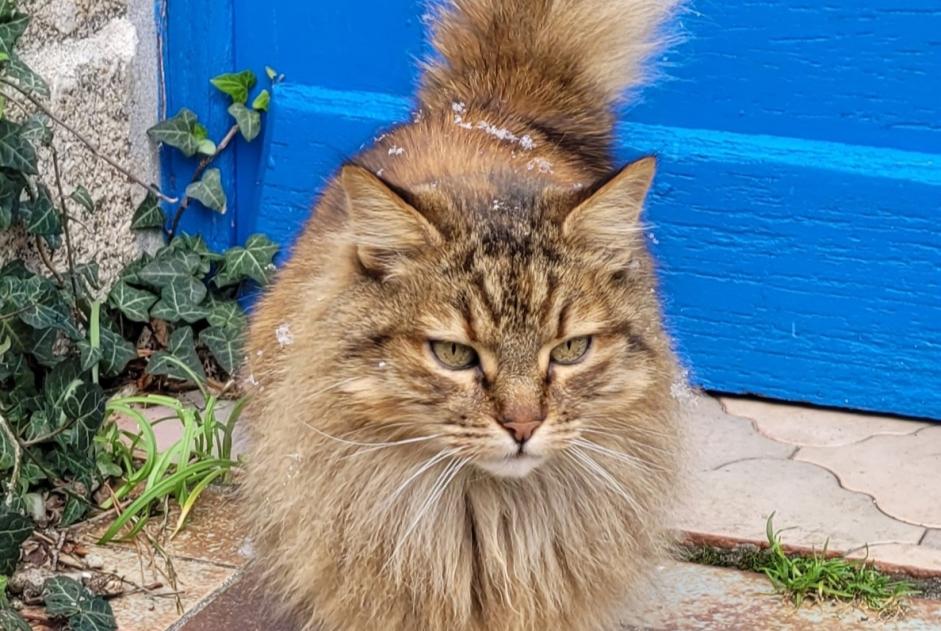 Avviso scomparsa Gatto Femmina , 13 anni Lanildut Francia