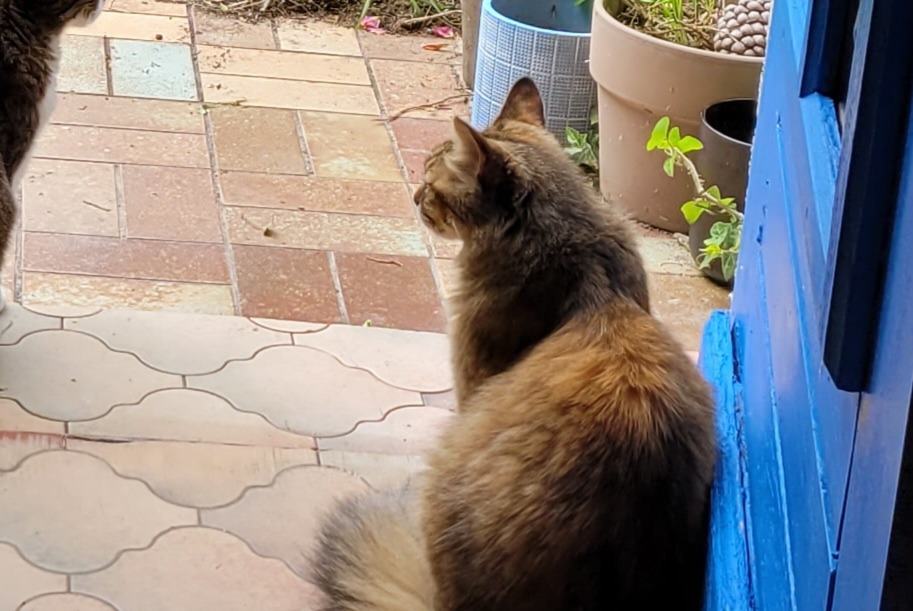 Avviso scomparsa Gatto Femmina , 13 anni Lanildut Francia