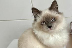 Avviso scomparsa Gatto  Femmina , 1 anni Villejuif Francia
