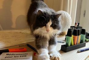 Avviso scomparsa Gatto  Femmina , 9 anni Clermont-Ferrand Francia