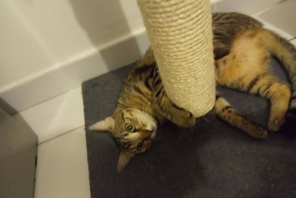 Avviso scomparsa Gatto  Femmina , 7 anni Toulouse Francia