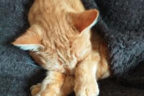 Avviso scomparsa Gatto Maschio , 5 anni Dompierre-sur-Besbre Francia