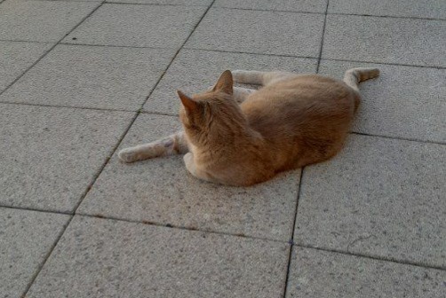 Avviso scomparsa Gatto Maschio , 5 anni Dompierre-sur-Besbre Francia