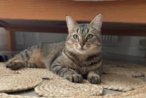 Avviso scomparsa Gatto  Femmina , 3 anni Montargis Francia