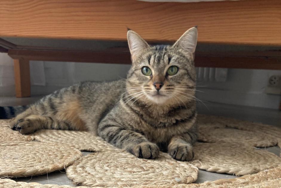 Avviso scomparsa Gatto  Femmina , 3 anni Montargis Francia