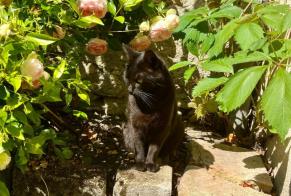 Avviso scomparsa Gatto Femmina , 6 anni Fleury-les-Aubrais Francia