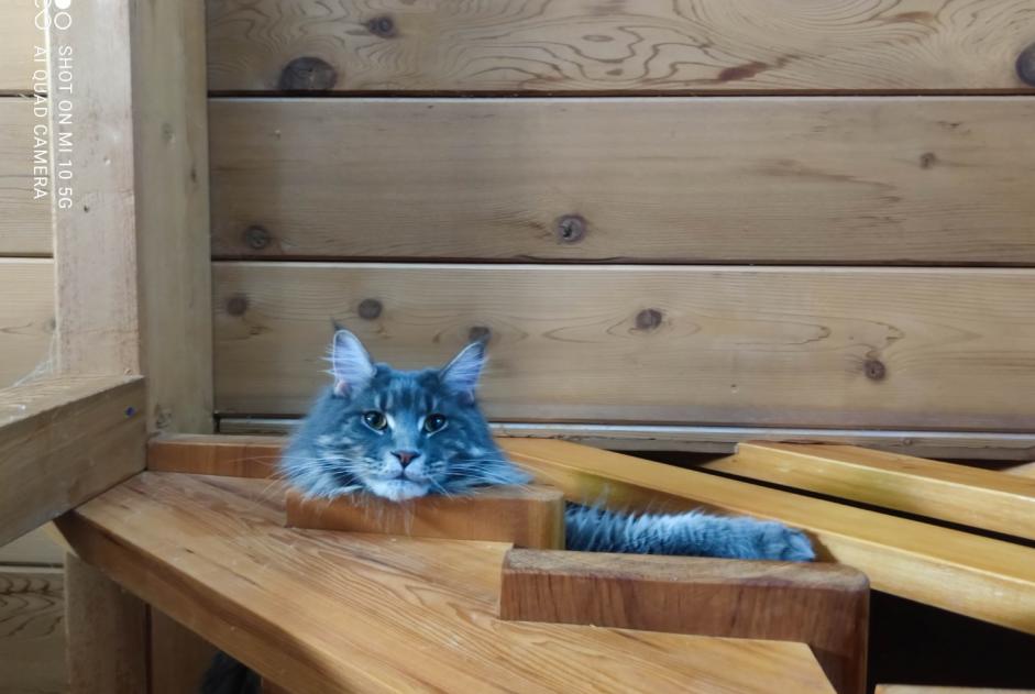 Avviso scomparsa Gatto  Maschio , 3 anni Pertuis Francia