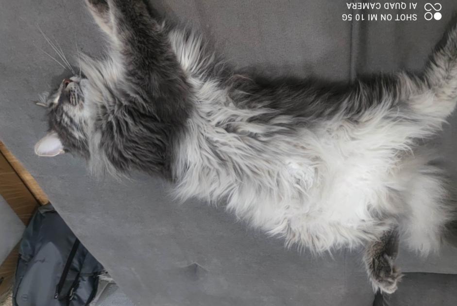 Avviso scomparsa Gatto  Maschio , 3 anni Pertuis Francia
