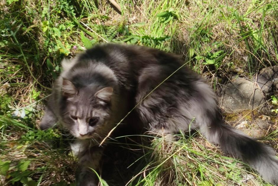 Avviso scomparsa Gatto  Maschio , 3 anni Pertuis Francia