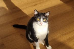 Avviso scomparsa Gatto Femmina , 1 anni Mougins Francia
