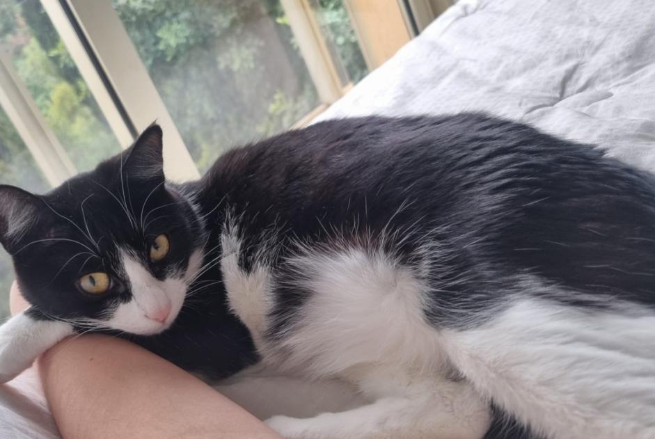 Avviso scomparsa Gatto Femmina , 1 anni Mougins Francia