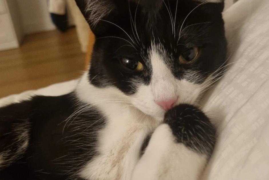Avviso scomparsa Gatto Femmina , 1 anni Mougins Francia