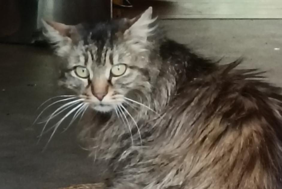 Avviso Ritrovamento Gatto Non conosciuta , 3 anni Alleyras Francia