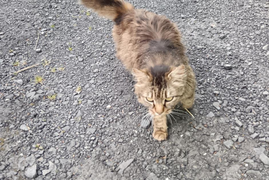 Avviso Ritrovamento Gatto Non conosciuta , 3 anni Alleyras Francia