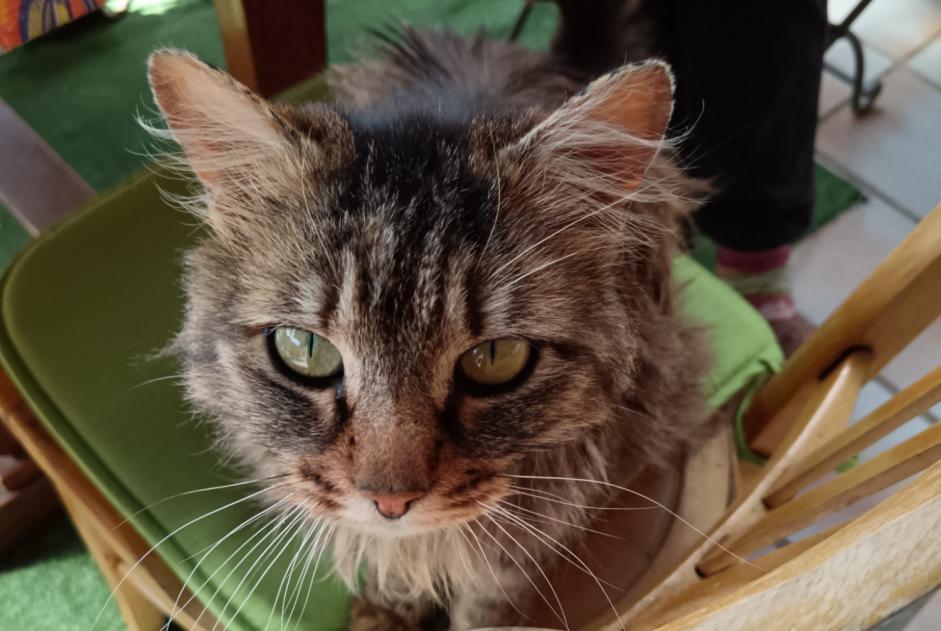 Avviso Ritrovamento Gatto Non conosciuta , 3 anni Alleyras Francia