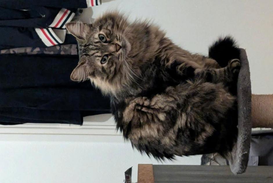 Avviso scomparsa Gatto Maschio , 5 anni Toulouse Francia