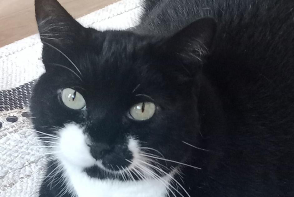 Avviso scomparsa Gatto Femmina , 9 anni Bordeaux Francia